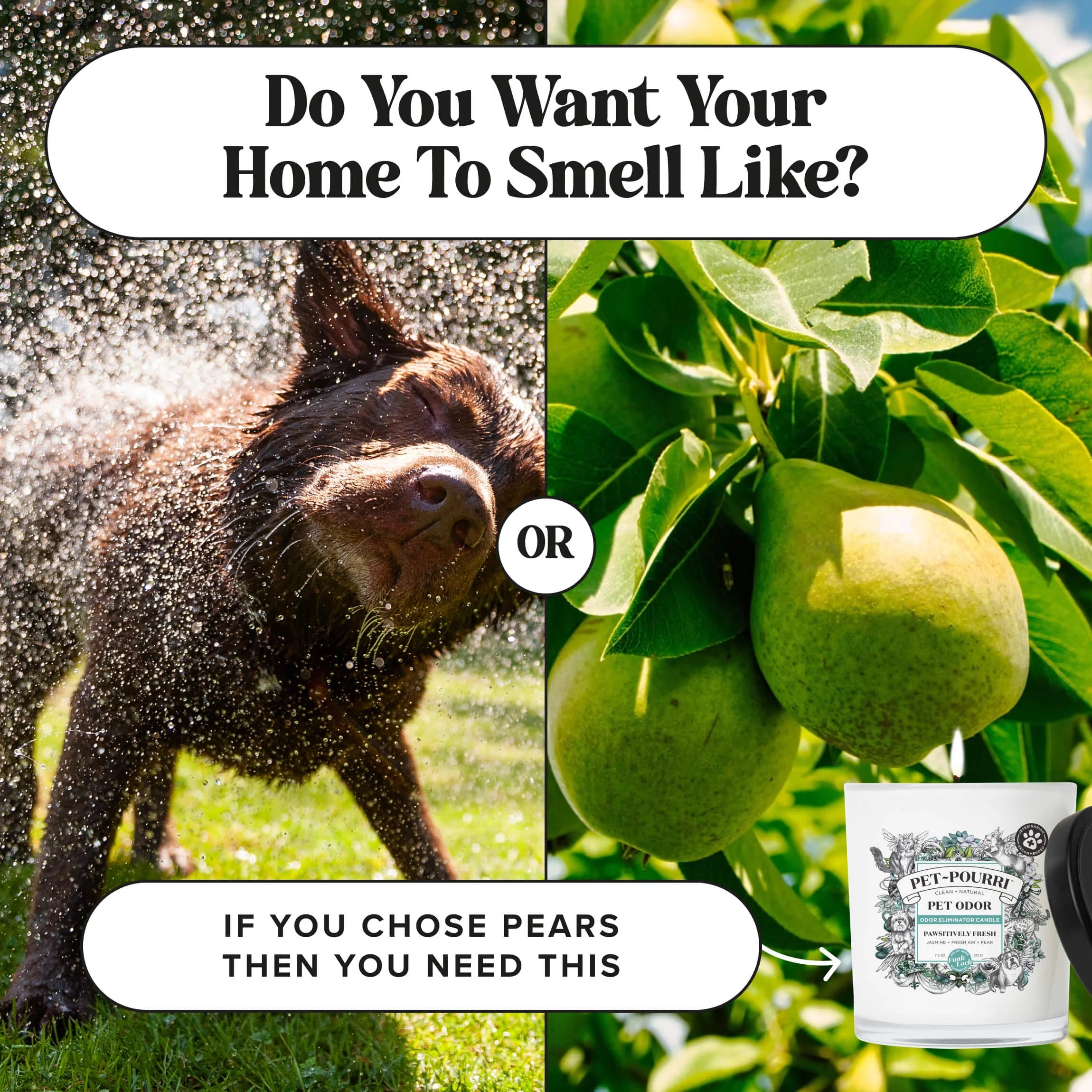 Pawsitively Fresh Candle - Pet~Pourri Candle