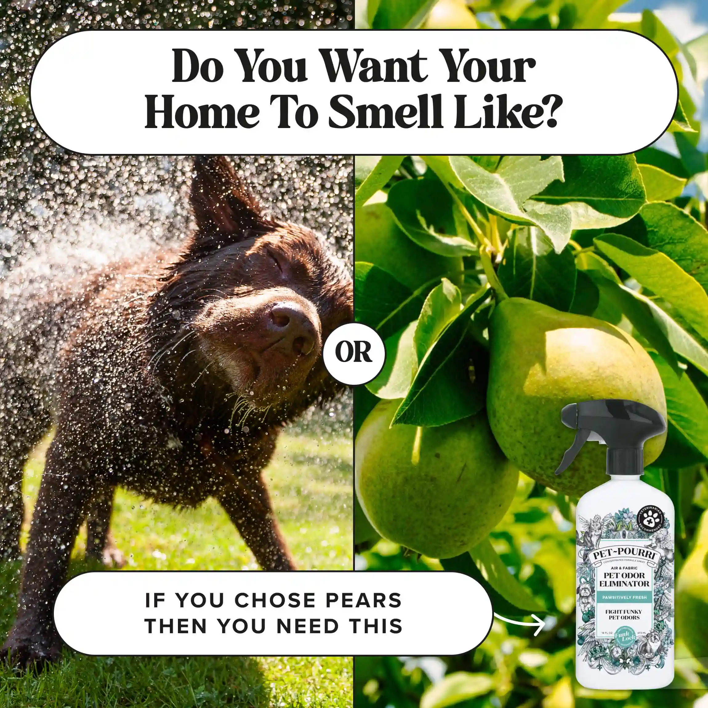 Pawsitively Fresh - Pet~Pourri Room Spray - Image 10